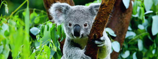 Koala bear in Kuranda
