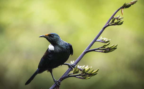 New Zealand's native bird- Tui