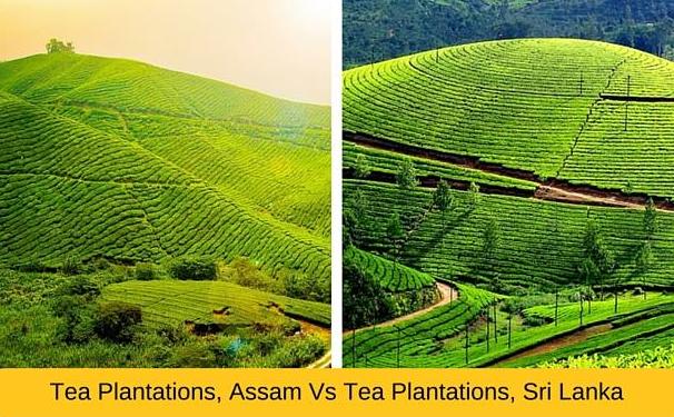 Assam tea plantations