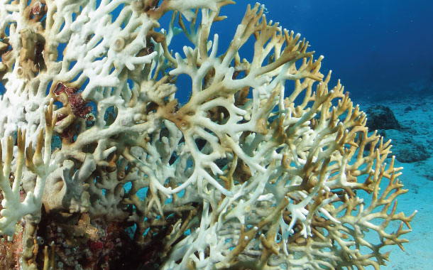 Coral Bleaching under water Okinawa,Japan