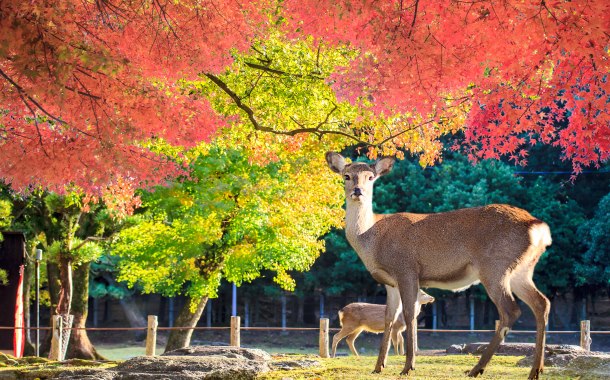 Deer at Nara Park, Japan