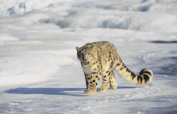 Hemis Naitonal Park, snow leopard