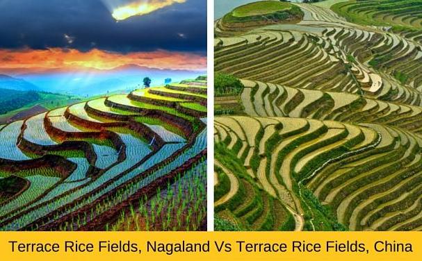 Khonoma rice fields, Nagaland