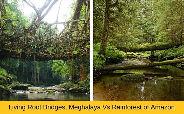 Living root brigdes, Meghalaya