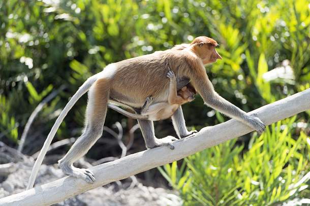 Long-nosed monkey, Borneo