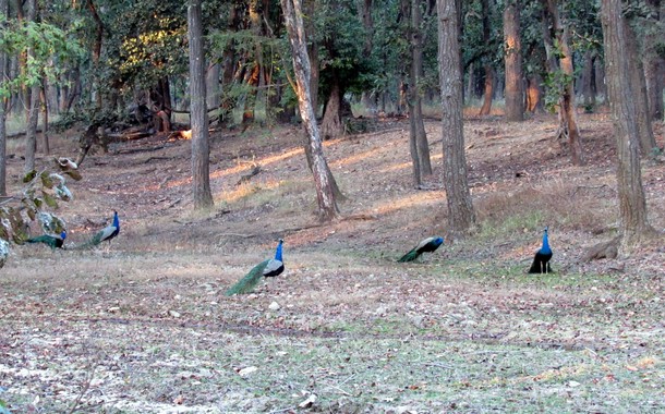 Peacocks scattered in Bandhavgarh