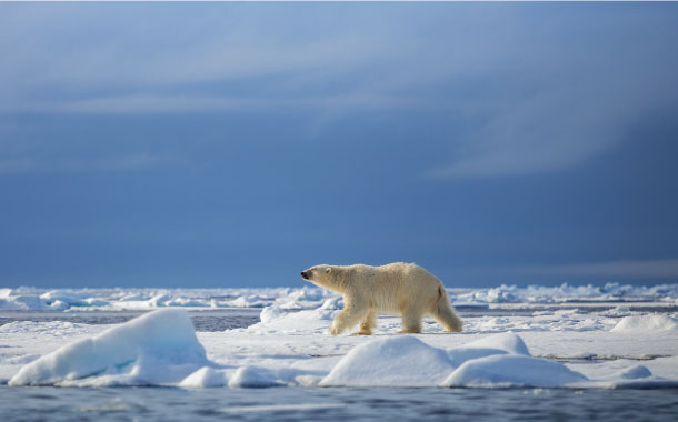 Polar bears in Spitsbergen, Norway
