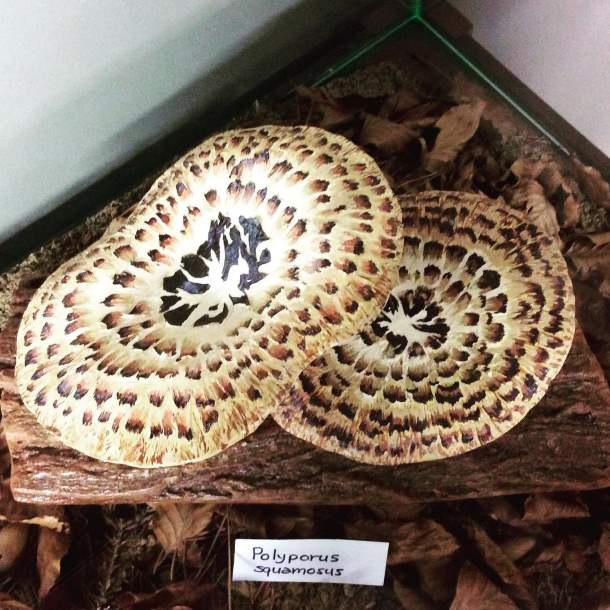 Polyporus squamosu Polyporus squamosu