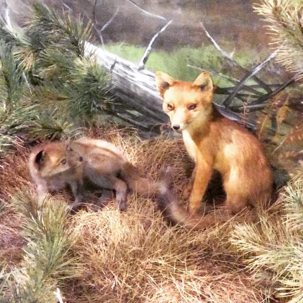 Red Fox, Greece
