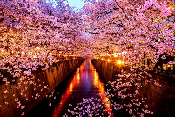 sCherry Blossoms, Sakura Tunnel in Japan