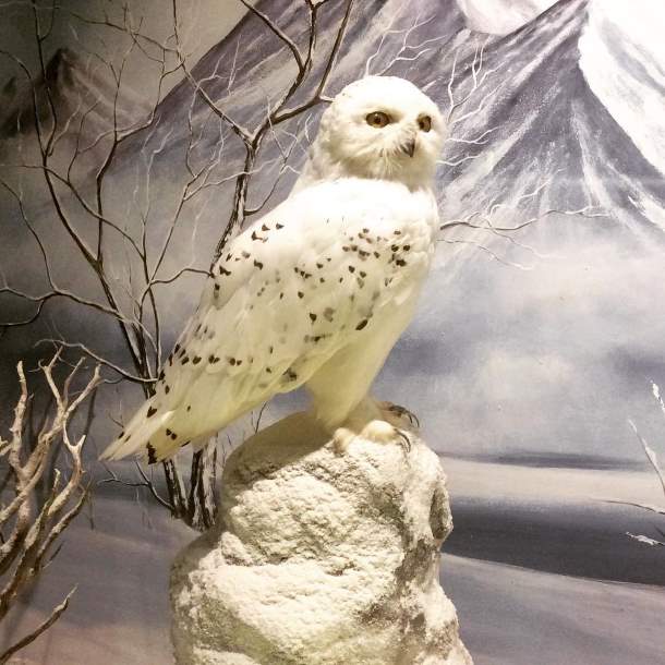 Snowy Owl, Greece Snowy Owl, Greece