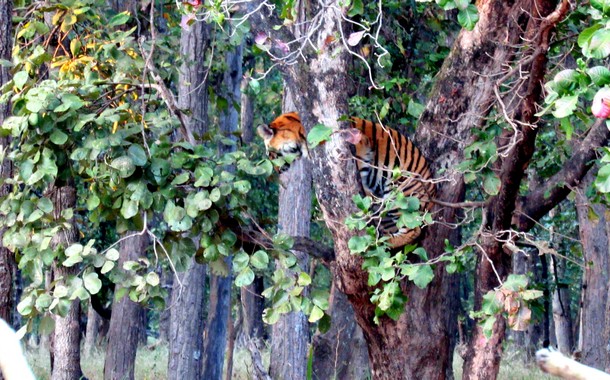 Tiger sleeping on a branch in Bandhavgarh