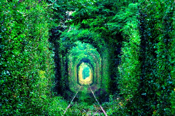 Tunnel of Love formed by trees in Ukraine