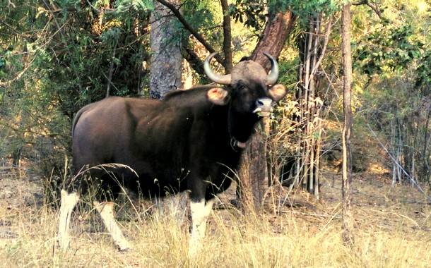 Wild Bison in Bandhavgarh