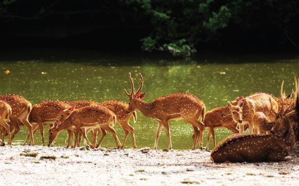 Sunderban National Park, West Bengal safari holidays in India
