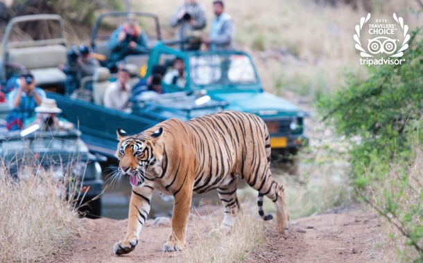 4 Unbeatable Safari Holidays in India 4 Unbeatable Safari Holidays in India