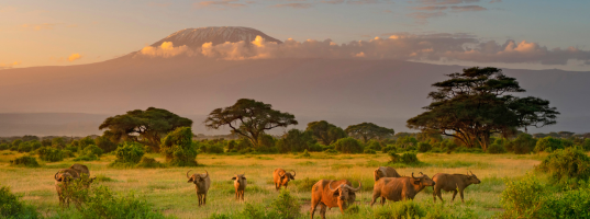 Amboseli National Park 3