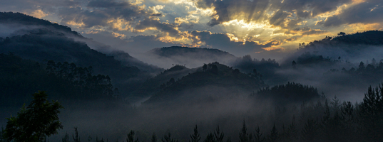 Bwindi Impenetrable National Park