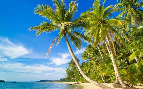 Coconut Trees, Kerala Coconut Trees, Kerala