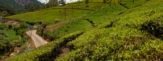 Day 6_ Ooty