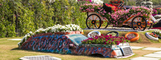 DUBAI - MIRACLE GARDEN - GLOBAL VILLAGE DUBAI - MIRACLE GARDEN - GLOBAL VILLAGE