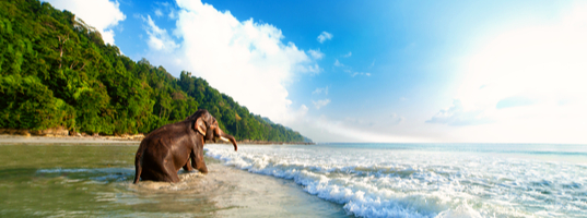 Elephant beach