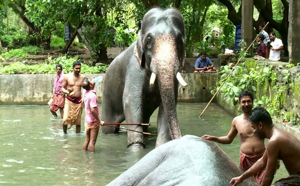 Elephant Spa Elephant Spa