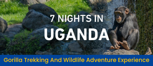 Uganda Trekking and Wildlife...