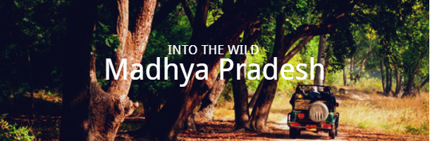 Into the wild, Madhya Pradesh
