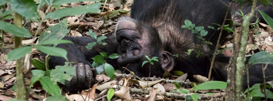 Kibale National Park