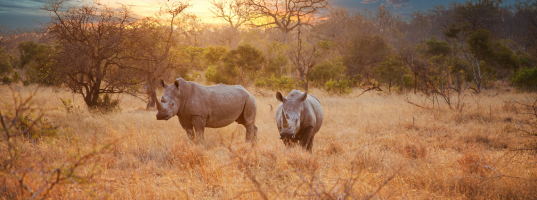 kruger national park rhino inside image