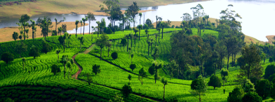 Munnar Munnar