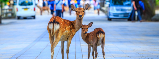 Nara deer park Nara deer park