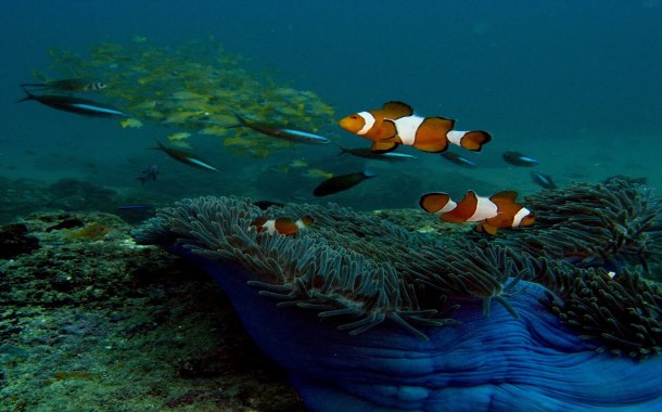 Nemo at Andaman