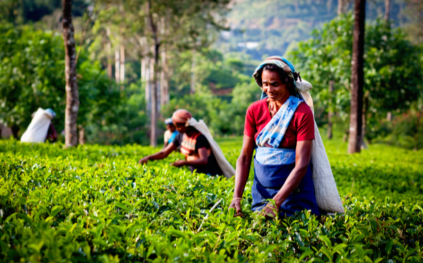 Nuwara Eliya Tea plantation