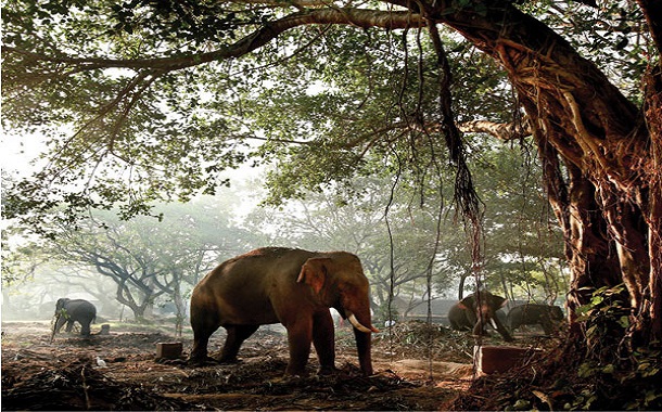 Palace Of Elephants, Kerala Palace Of Elephants, Kerala