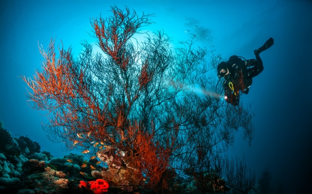 Scuba Diving - Aqaba