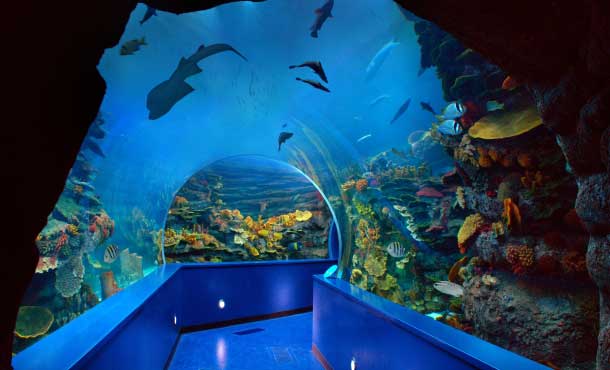 Sharjah Aquarium