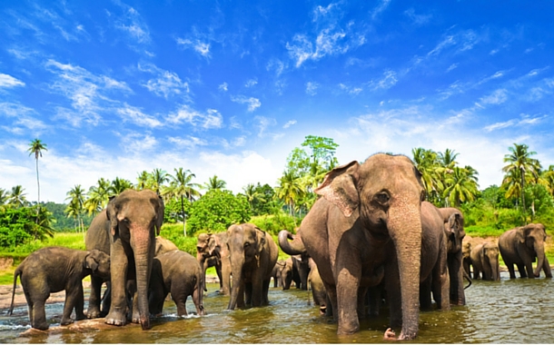 The Elephants Of Sri Lanka