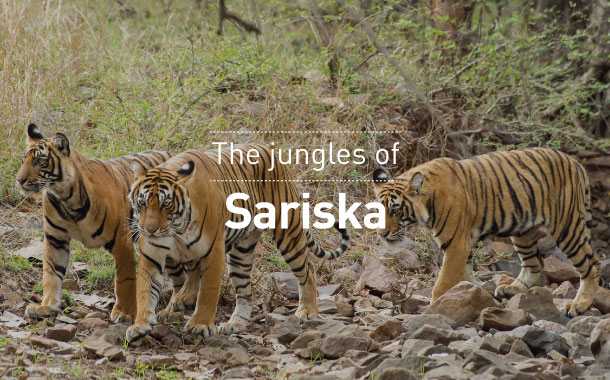 The jungles of Sariska