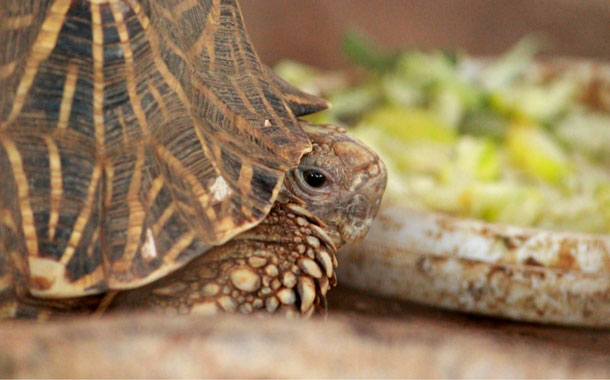 Tortoise at Nagarhole National Park Tortoise at Nagarhole National Park