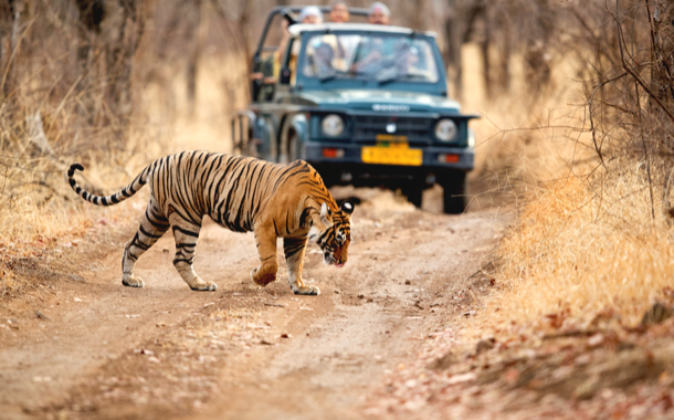 Tourist on Safari jeep watching tiger crossing the road at Ranthambore National Park