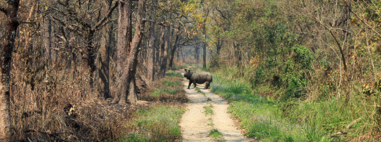 Transfer to Chitwan National Park (Approx. 5 hrs drive)