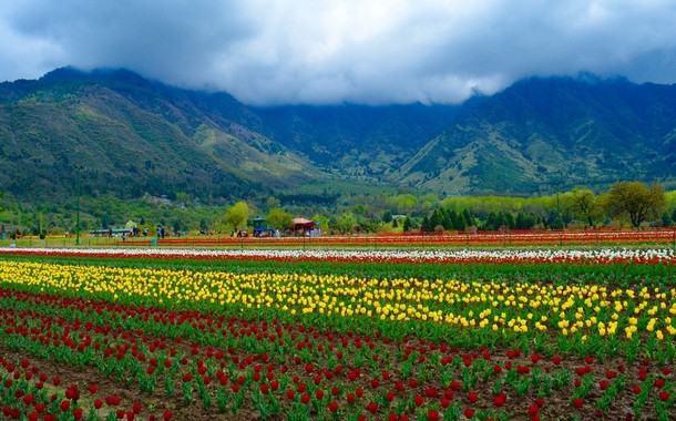 Kashmir - Tulip Garden