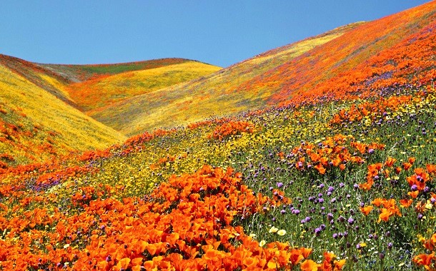 Valley Of Flowers, Uttarakhand