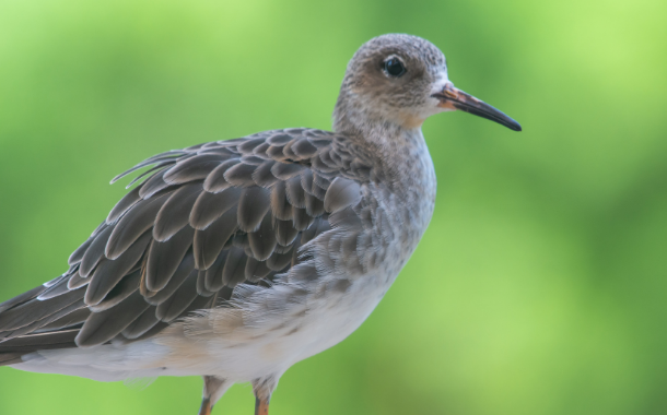 Wasit Wetland reserve Wasit Wetland reserve