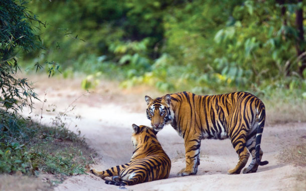 Wildlife safari in Sundarbans