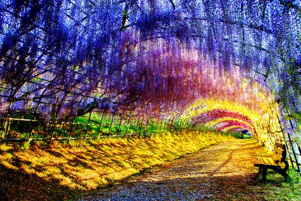 You Won’t Believe These Tree Tunnels Coexist In Today's Concrete World