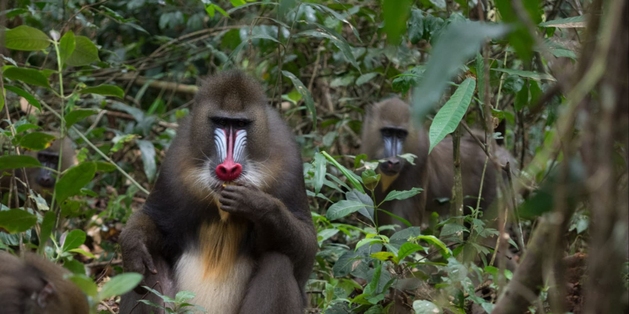 Gabon