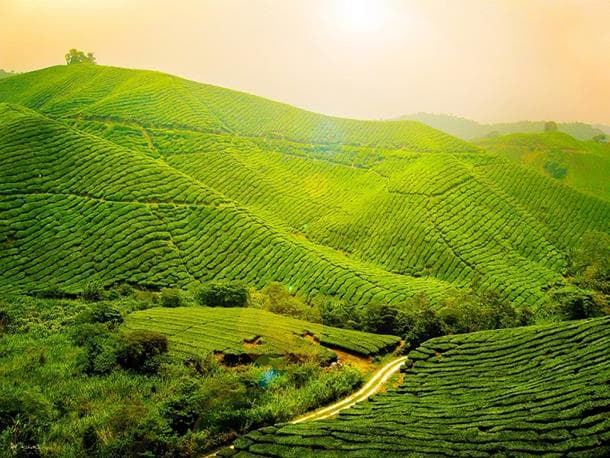 Assam tea plantations